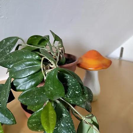 Appartement Macko Kucko Kismaros